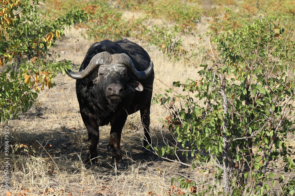 Obraz premium Kaffernbüffel / Buffalo / Syncerus caffer
