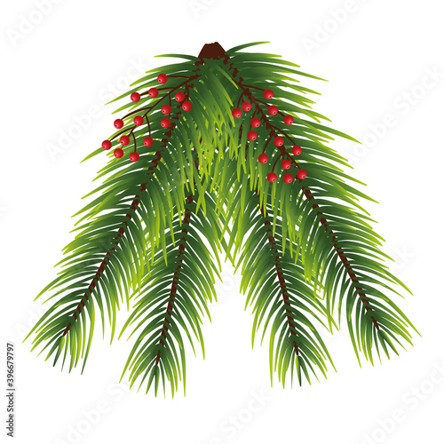 pine leafs with seeds christmas decoration vector illustration design
