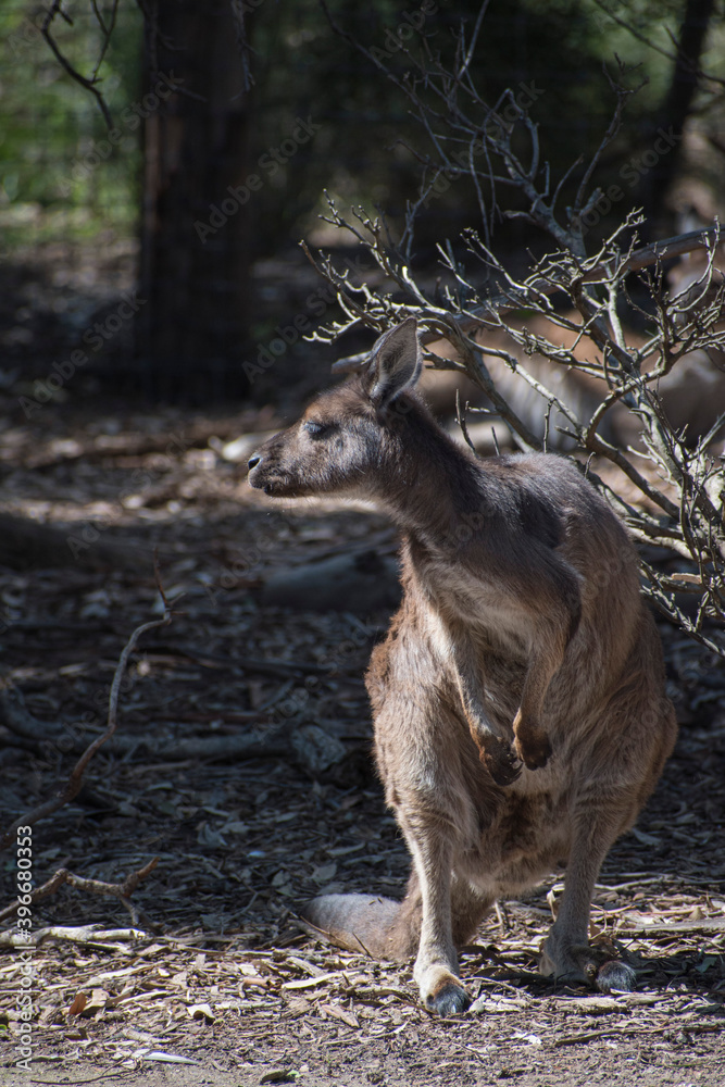 Canguro/kanguro saltando en Melbourne Australia.