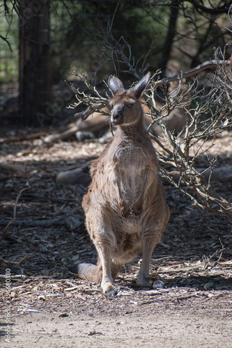 Canguro/kanguro saltando en Melbourne Australia.