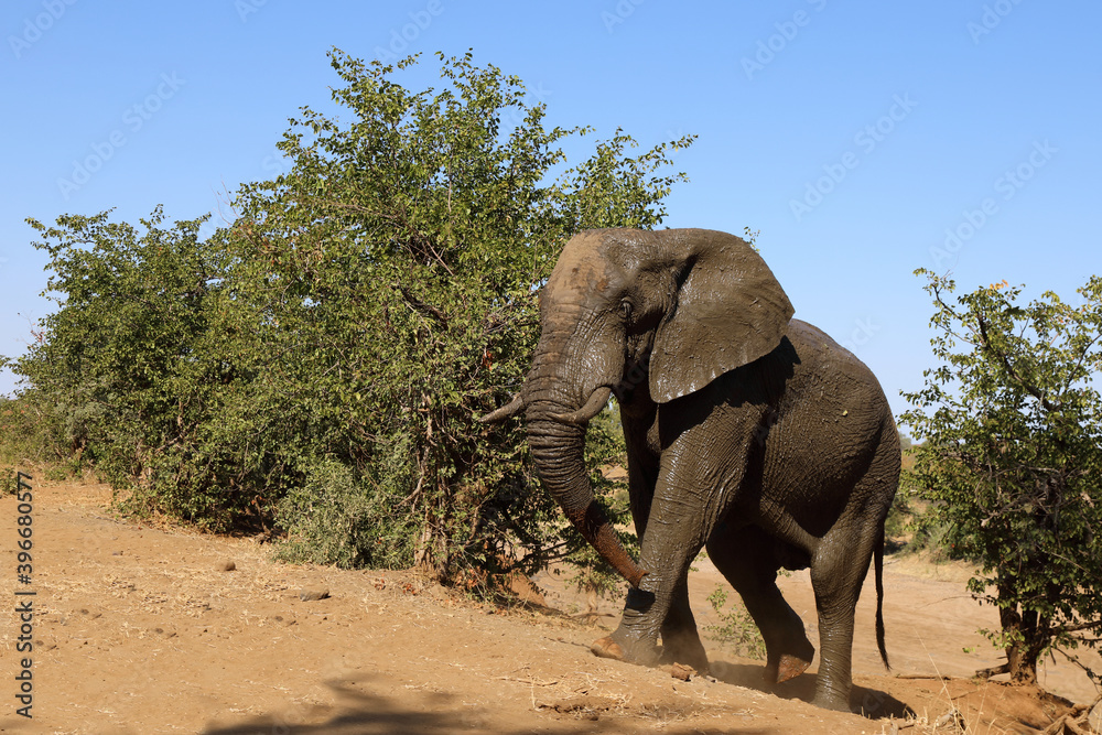 Obraz premium Afrikanischer Elefant / African elephant / Loxodonta africana