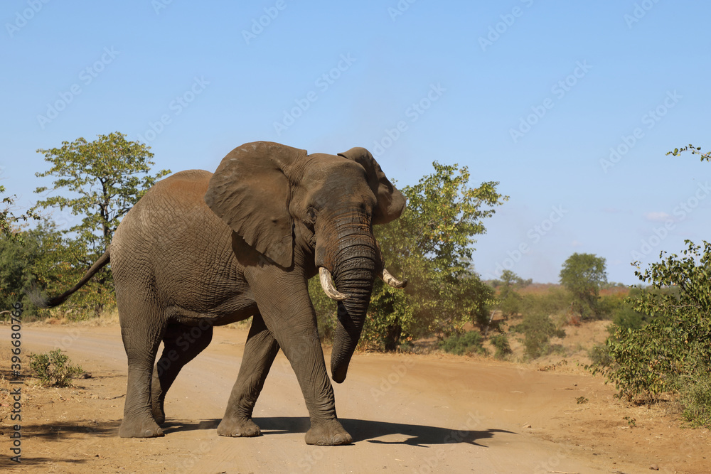 Fototapeta premium Afrikanischer Elefant / African elephant / Loxodonta africana