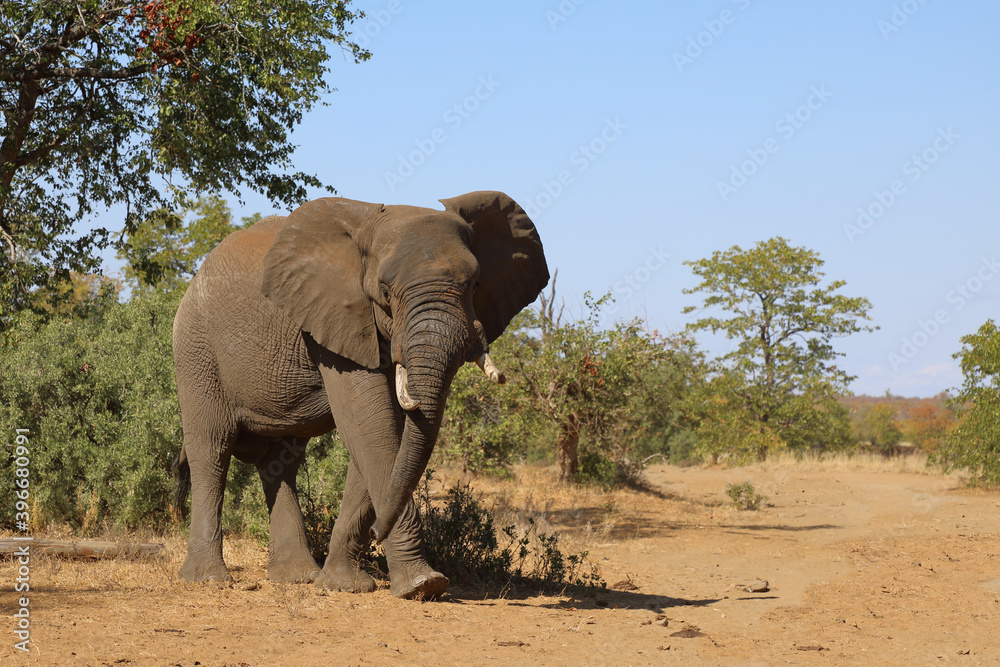 Obraz premium Afrikanischer Elefant / African elephant / Loxodonta africana