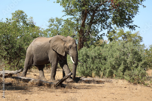 Afrikanischer Elefant   African elephant   Loxodonta africana