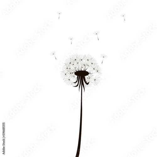 Single dandelion silhouette  great design for any purposes. Flower head. Nature illustration. Stock image. EPS 10.