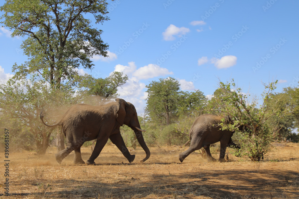 Fototapeta premium Afrikanischer Elefant / African elephant / Loxodonta africana.