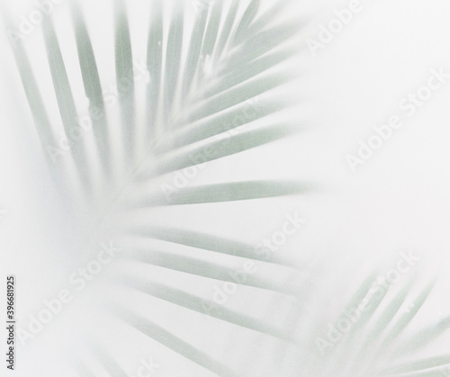 Blurred green palm leaves on off white background © Rawpixel.com