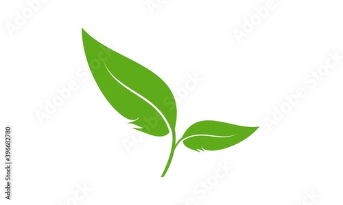 Green leaf illustration vector design