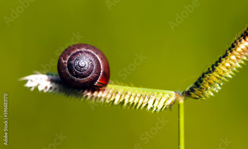 Snail sitting on the grass, beautiful closeup of the detailed shell and body. photo