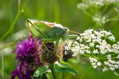 Portrait of a great green bush-cricket Tettigonia viridissima sitting on a leaf. photo