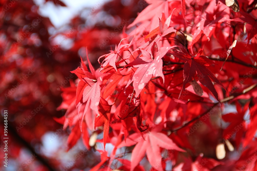 紅葉の季節 紅葉の季節