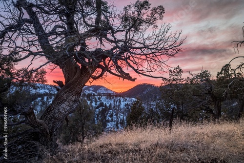 old juniper tree with colorful sunset in winter