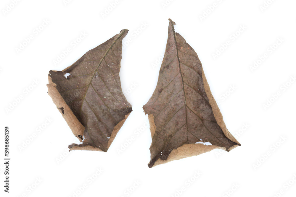 Dry leaves two isolated white background. Dry leaves two isolated white background.