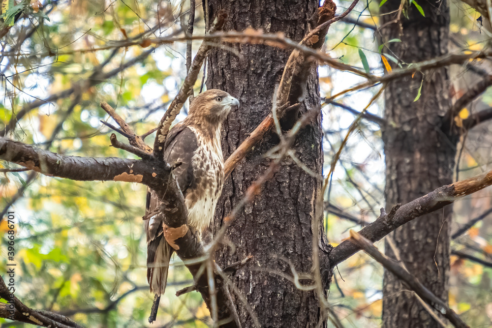 A Red-tailed Hawk (Buteo jamaicensis) poses on a limb. Raleigh, North Carolina.