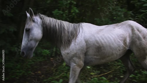 White horse walks free through the Colombian jungle with frame left tracking.