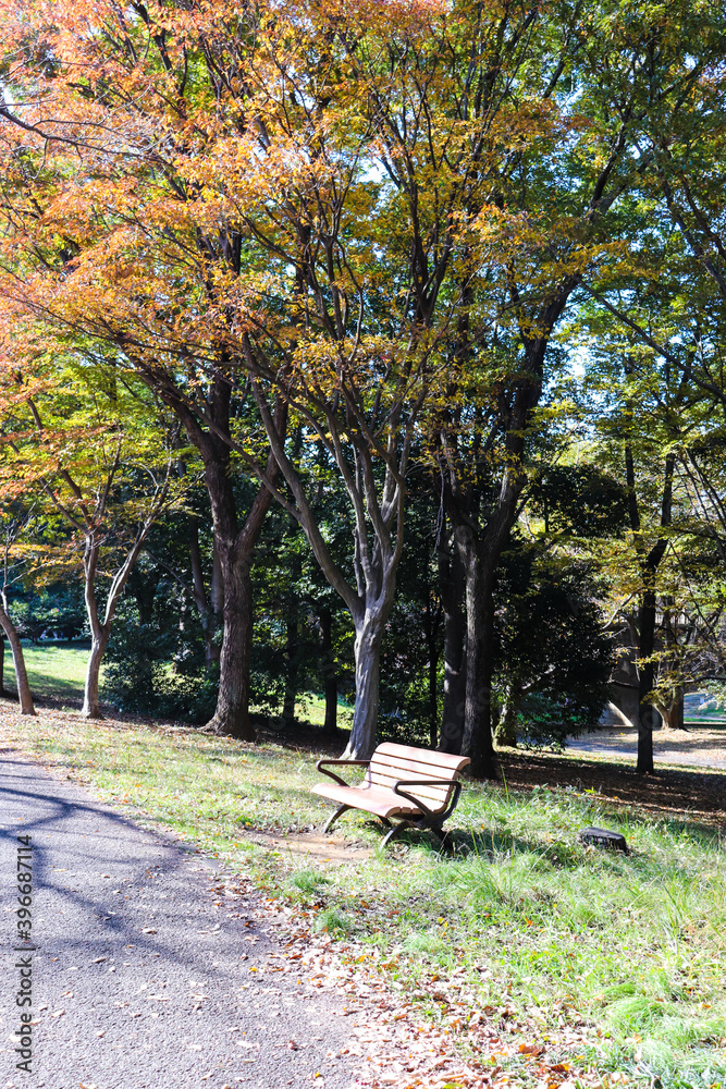 紅葉 公園 ベンチ 休憩 椅子 公園 午後