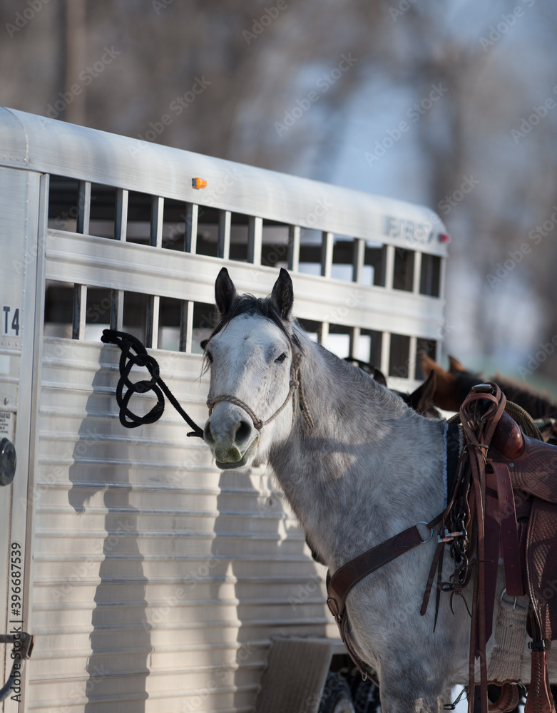 horse tied to horse trailer or horse box with rope halter and lead tied