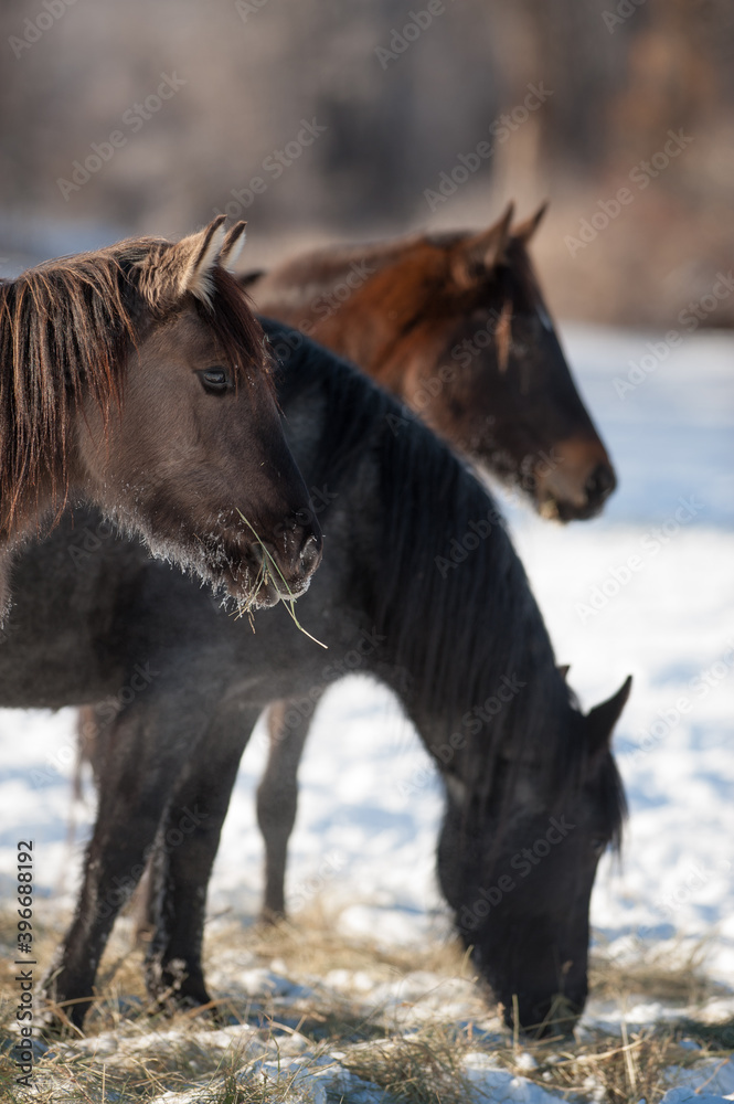 horses eating hay in the winter equine feed and nutrition munching on forage in the snow to keep warm horses eating hay in the winter equine feed and nutrition munching on forage in the snow to keep warm