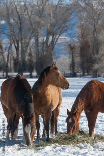 quarter horses eating hay in a field of snow in the winter equine feed and nutrition munching on forage in the snow to keep warm © Shawn Hamilton CLiX 