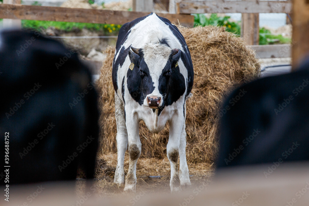 Livestock farm. Close-up. Black and white cow stands in the pasture against the background of hay and looks at the camera