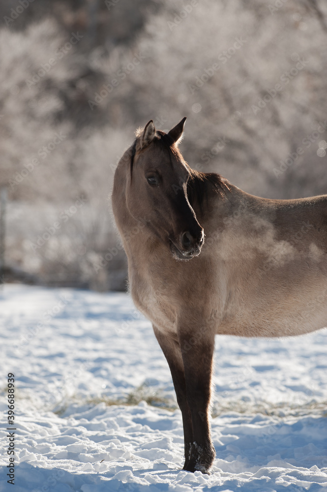 Obraz premium horse portrait breathing out on a cold winter day seeing horse breath out of nostrils in the air in cold temperature 