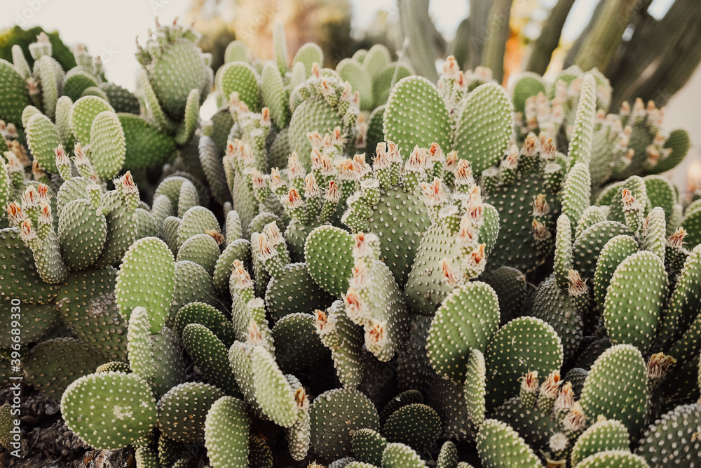 cactus cactus