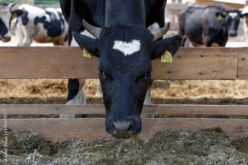 Livestock farm. Close-up. A black-and-white cow lies in a pasture on hay prepared among other cows. Milk's farm. Large head of a domestic cow