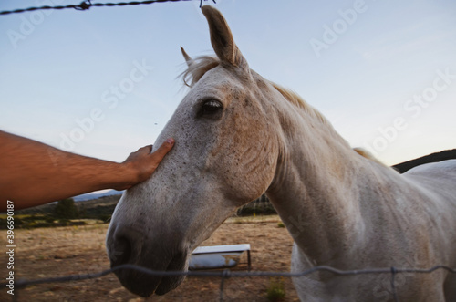 Young woman caressing white horse