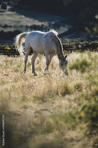 Beautiful white horses at sunset