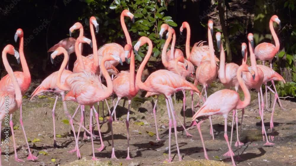 Elegant pink flamingos with very long legs and neck. Elegant pink flamingos with very long legs and neck.
