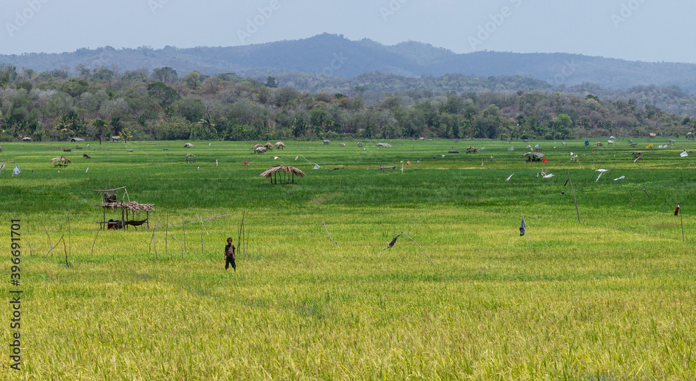a paddy field view in Maliana Timor Leste