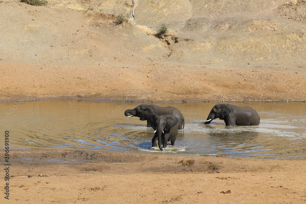 Afrikanischer Elefant im Mphongolo River/ African elephant in Mphongolo River / Loxodonta africana Afrikanischer Elefant im Mphongolo River/ African elephant in Mphongolo River / Loxodonta africana