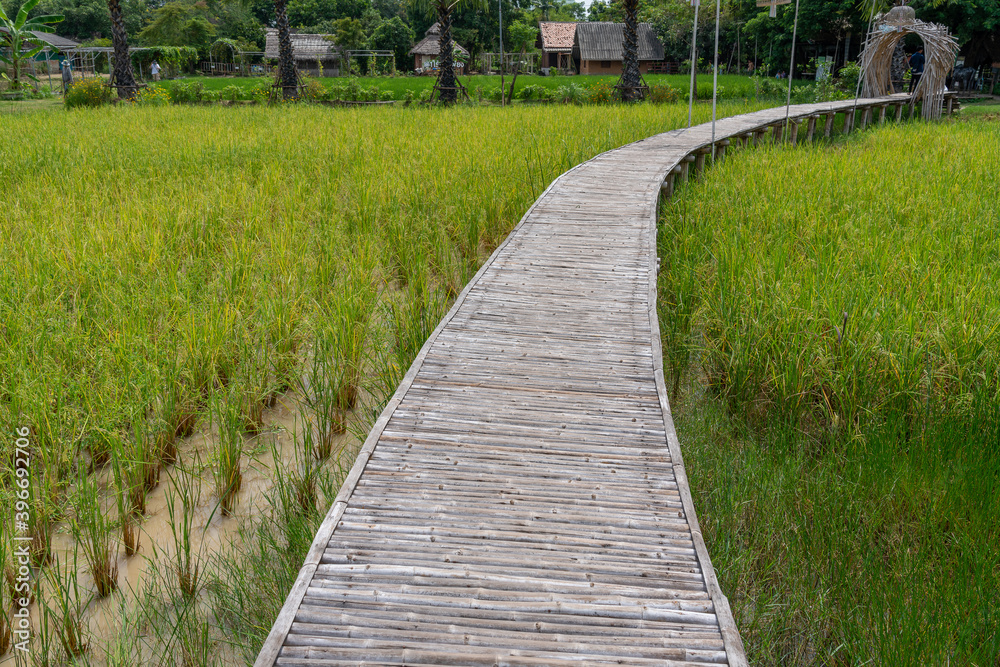 Bamboo Walkways 