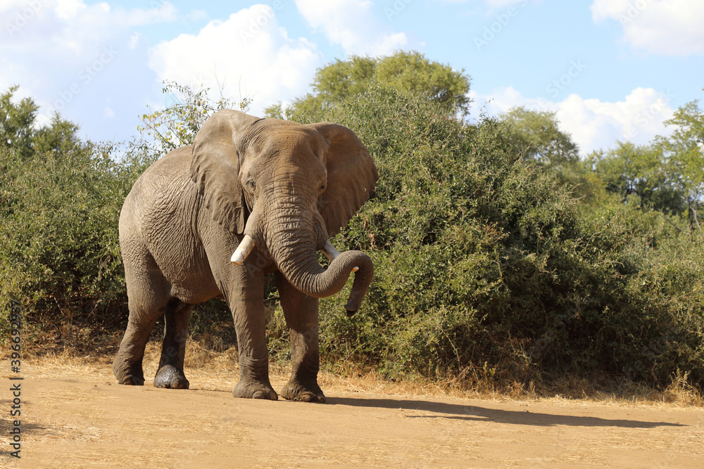Fototapeta premium Afrikanischer Elefant / African elephant / Loxodonta africana