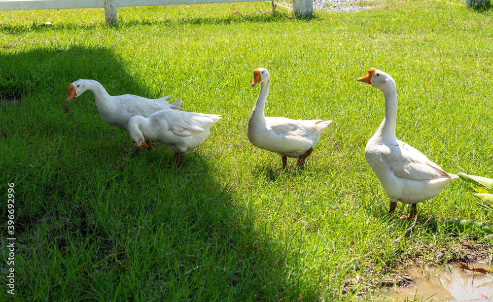 Ducks Geese and Swans Ducks Geese and Swans