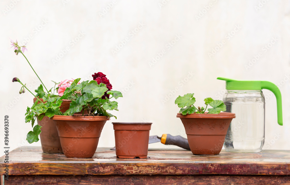 Pots of flowers for transplanting are on the gardener's table