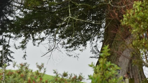 time-lapse of tree, sky, cloud and plants in the shadow photo