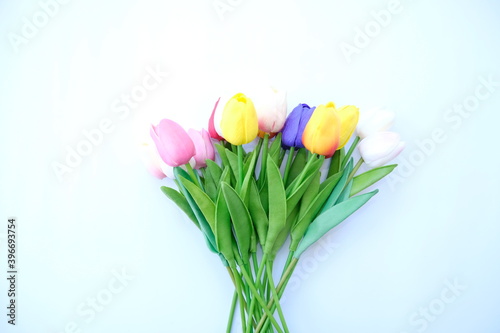 tulip colorful flower on white background