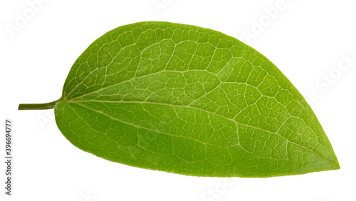 Nut leaf isolated on a white background