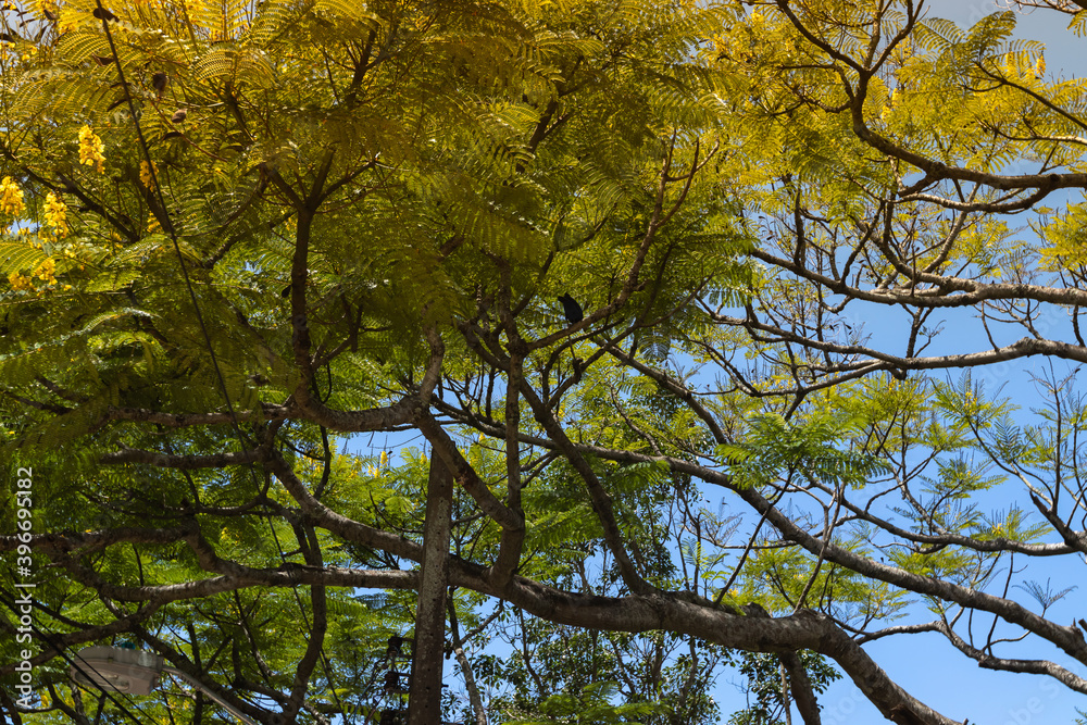 Obraz premium autumn leaves in the sky