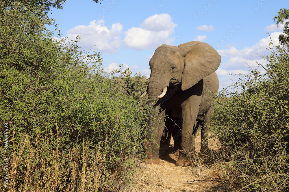Fototapeta premium Afrikanischer Elefant / African elephant / Loxodonta africana