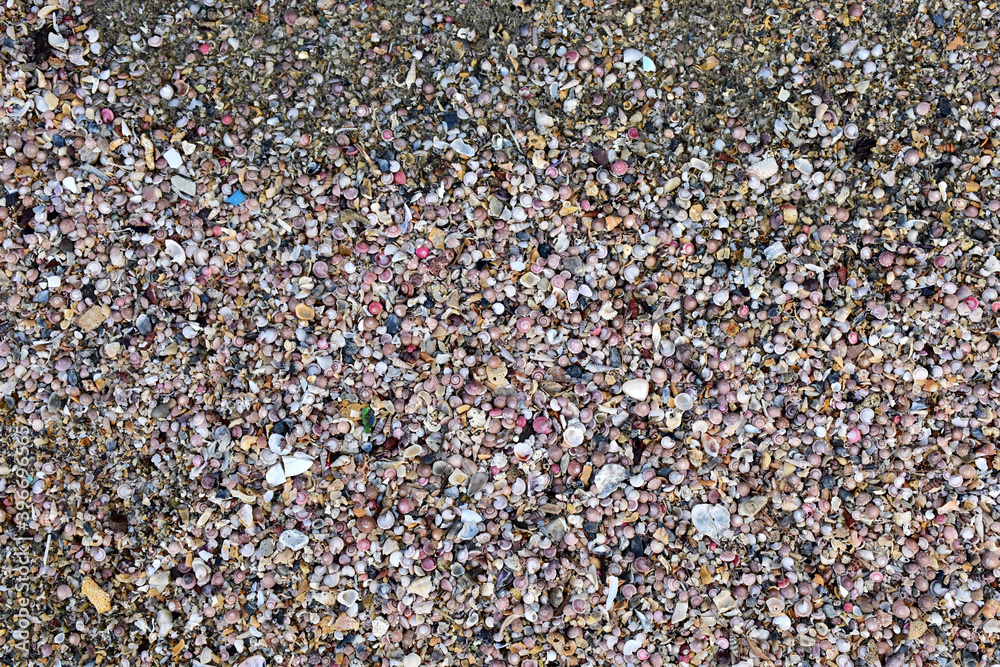 Closeup of a white shell buried on a sandy beach with natural background at Thailand.