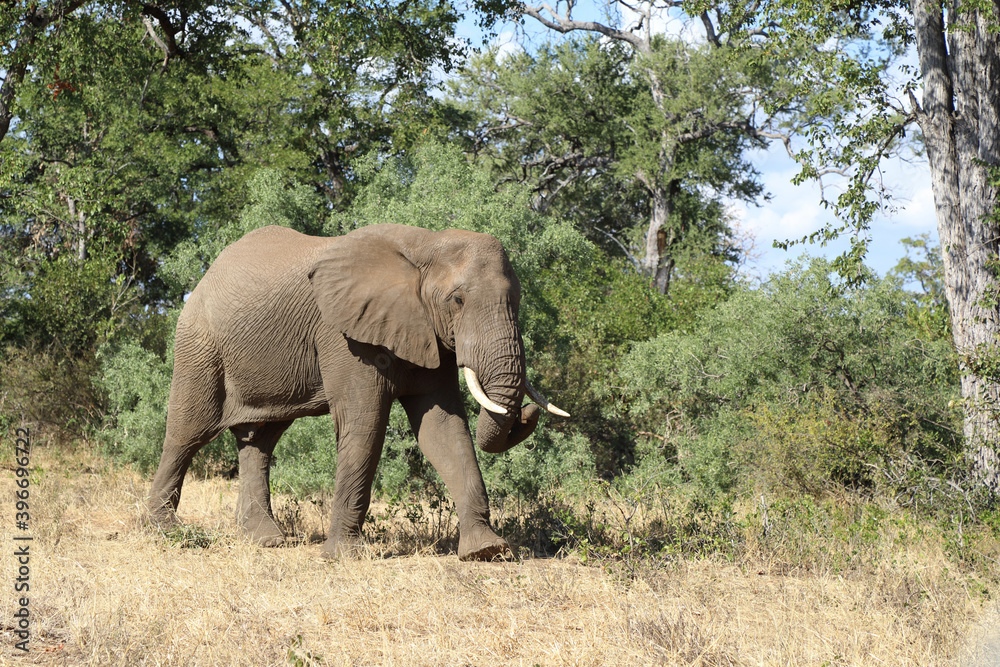 Afrikanischer Elefant / African elephant / Loxodonta africana Afrikanischer Elefant / African elephant / Loxodonta africana