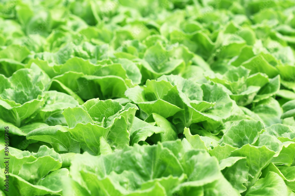 Hydroponic plants in vegetable garden farm Hydroponic plants in vegetable garden farm