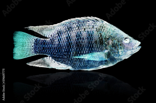 Photography x-ray fish