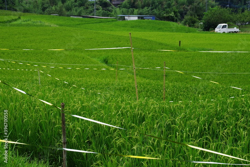 軽トラがいる夏の田んぼ