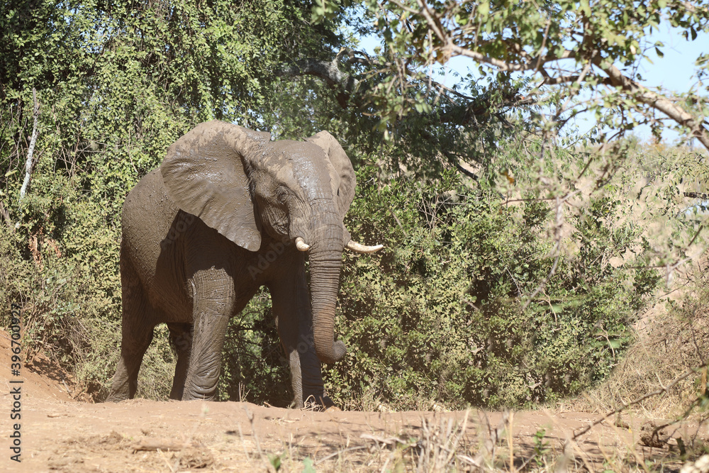 Obraz premium Afrikanischer Elefant / African elephant / Loxodonta africana