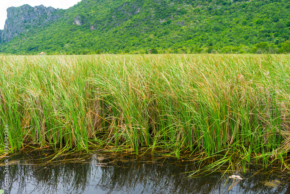 Obraz premium Beautiful overgrown typha plant at Khao Sam Roi Yod National Park, Thailand.