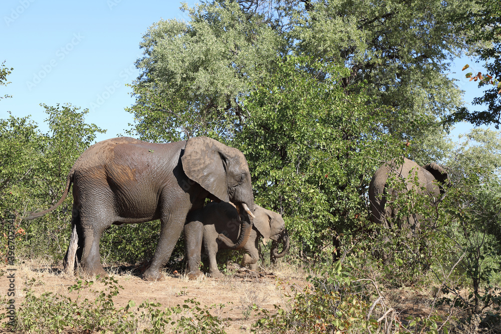 Fototapeta premium Afrikanischer Elefant / African elephant / Loxodonta africana.