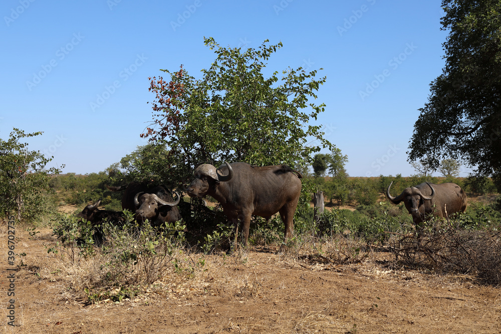 Kaffernbüffel / Buffalo / Syncerus caffer Kaffernbüffel / Buffalo / Syncerus caffer